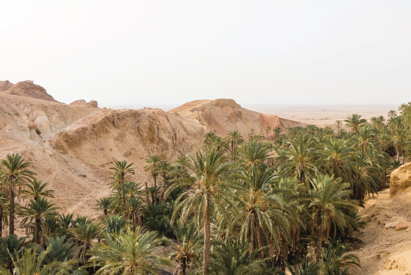 Mountain top scenery of desert mountains and palm trees in Tunisia