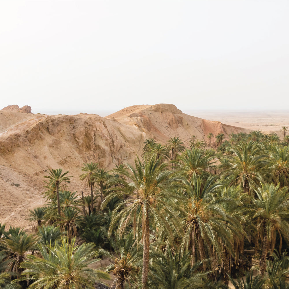 Mountain top scenery of desert mountains and palm trees in Tunisia